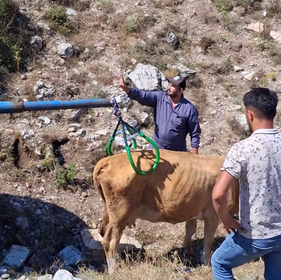 Gebe inek kurtarma